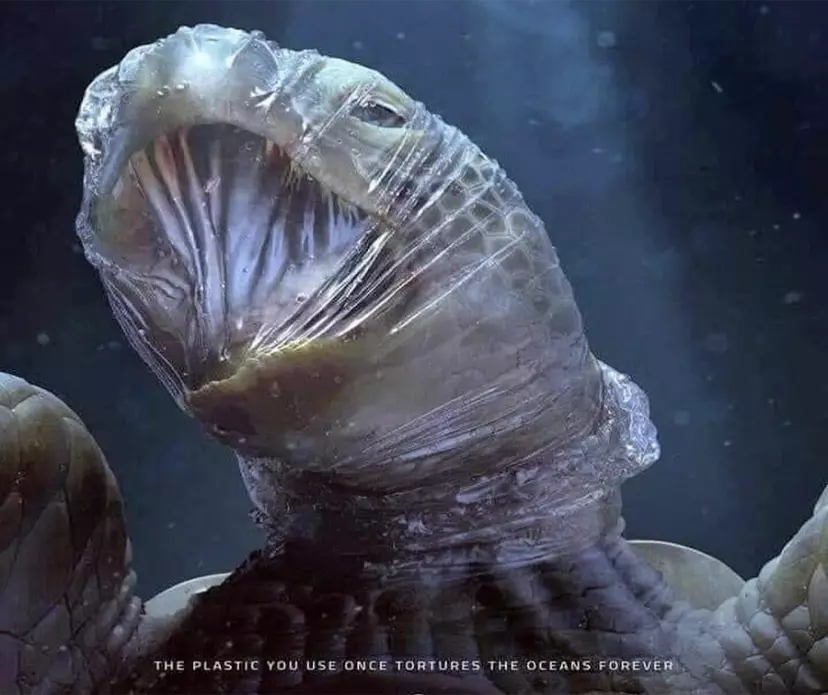 The Impact of Plastic Pollution on Marine Life
